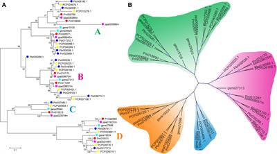 A Chinese White Pear (Pyrus bretschneideri) BZR Gene PbBZR1 Act as a Transcriptional Repressor of Lignin Biosynthetic Genes in Fruits